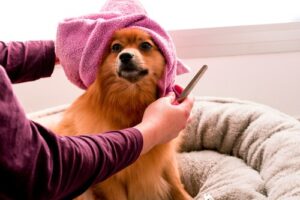 Three Benefits of Undertaking Regular Grooming For the Furry Canine Friends in Your Life